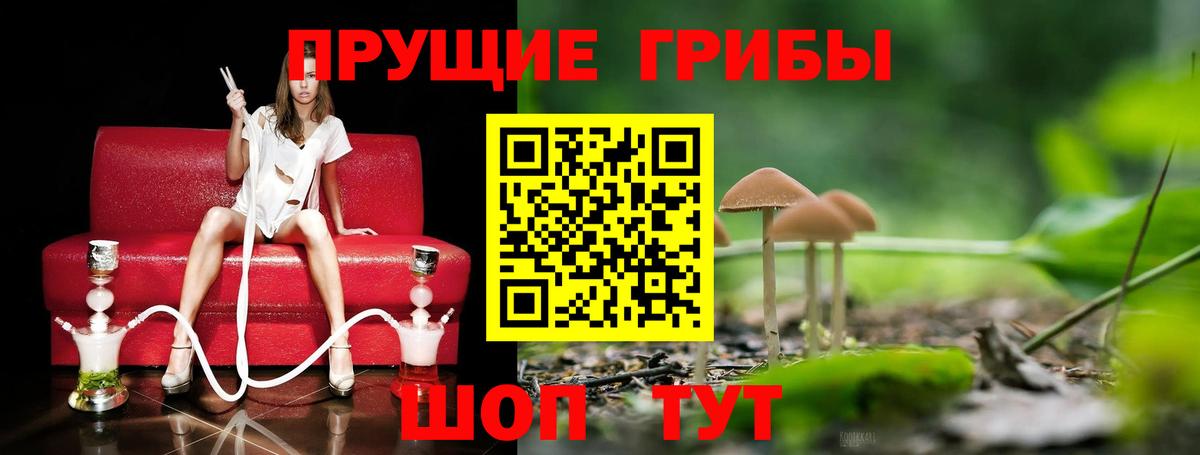 Псилоцибиновые грибы Psilocybe Невинномысск